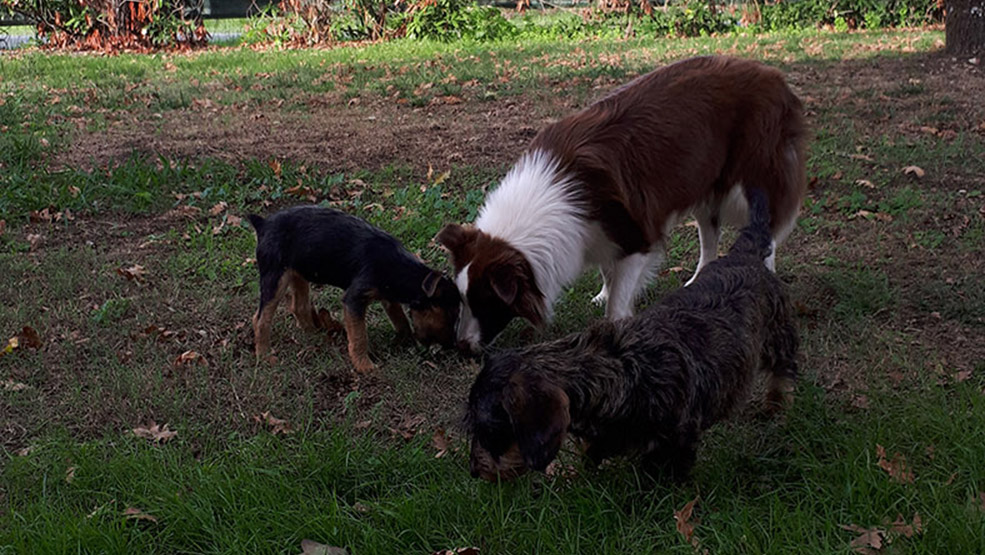 Comportementaliste canin à Langon et Bordeaux - Découverte du jardin 4